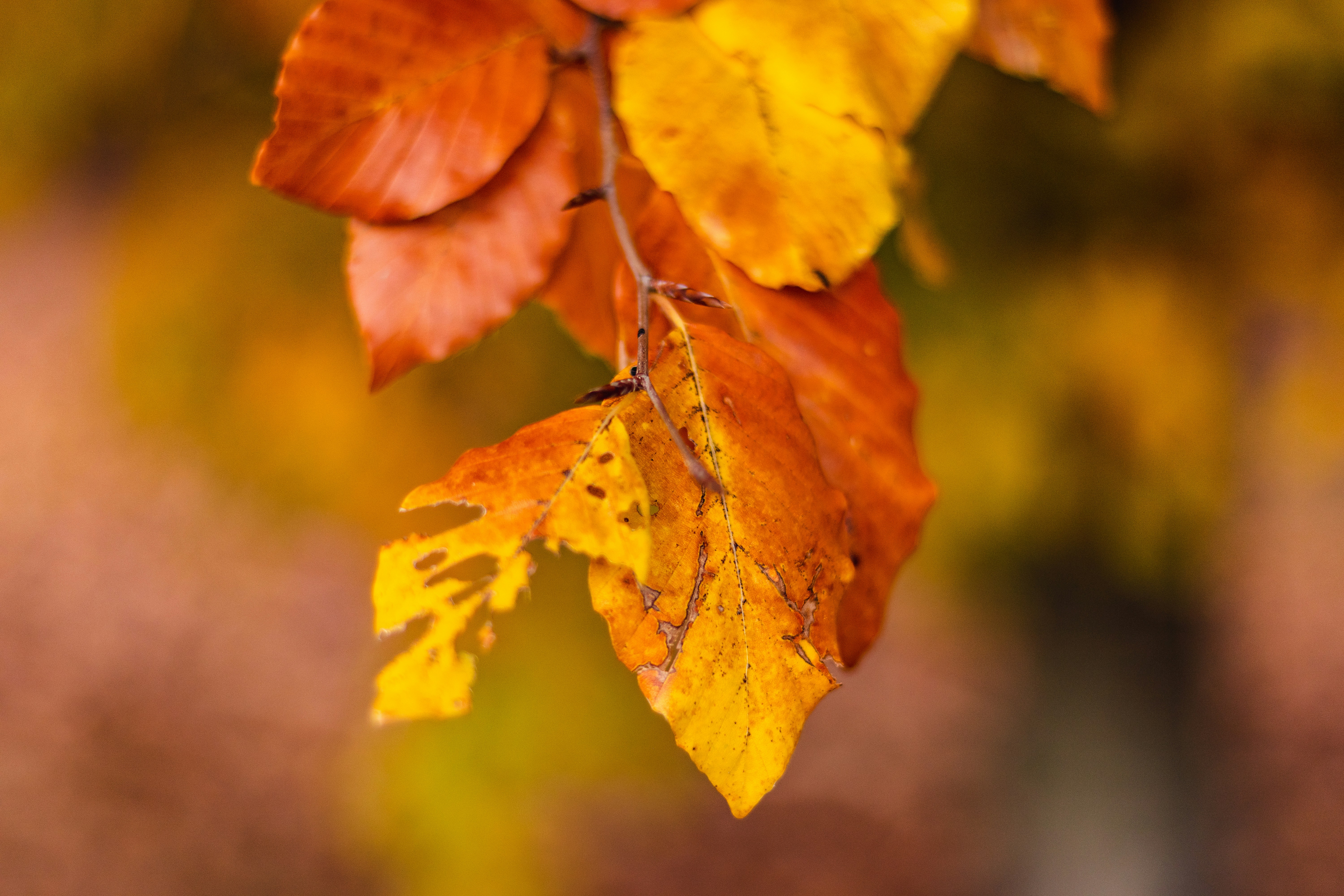 Photo by devin_photography