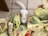 A white cat is surrounded by several yellow plastic grocery bags scattered on a tiled floor. Various food items are partially visible within the bags, including boxes and jars. The cat looks up at the camera with a curious expression.