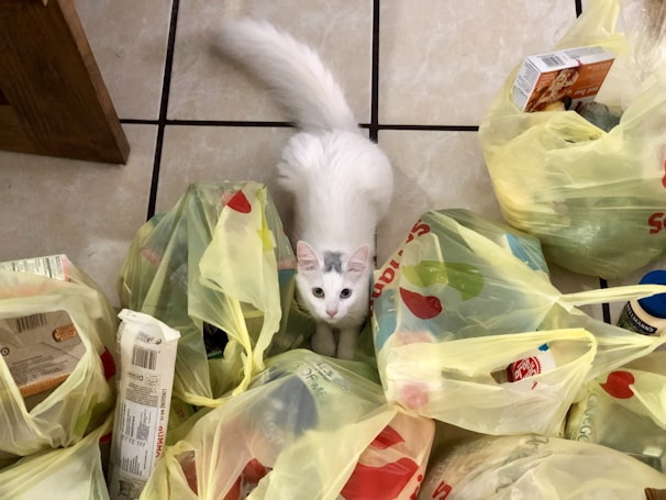 A content cat sitting beside neatly arranged bags of specialized veterinary diet food on a clean white background.