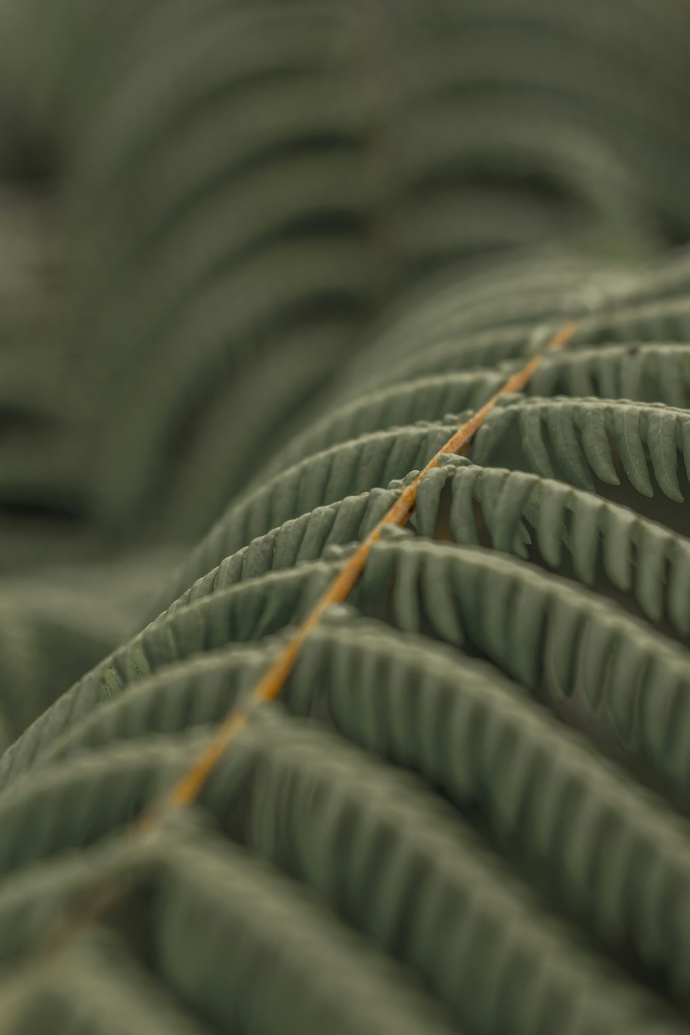 fern leaves