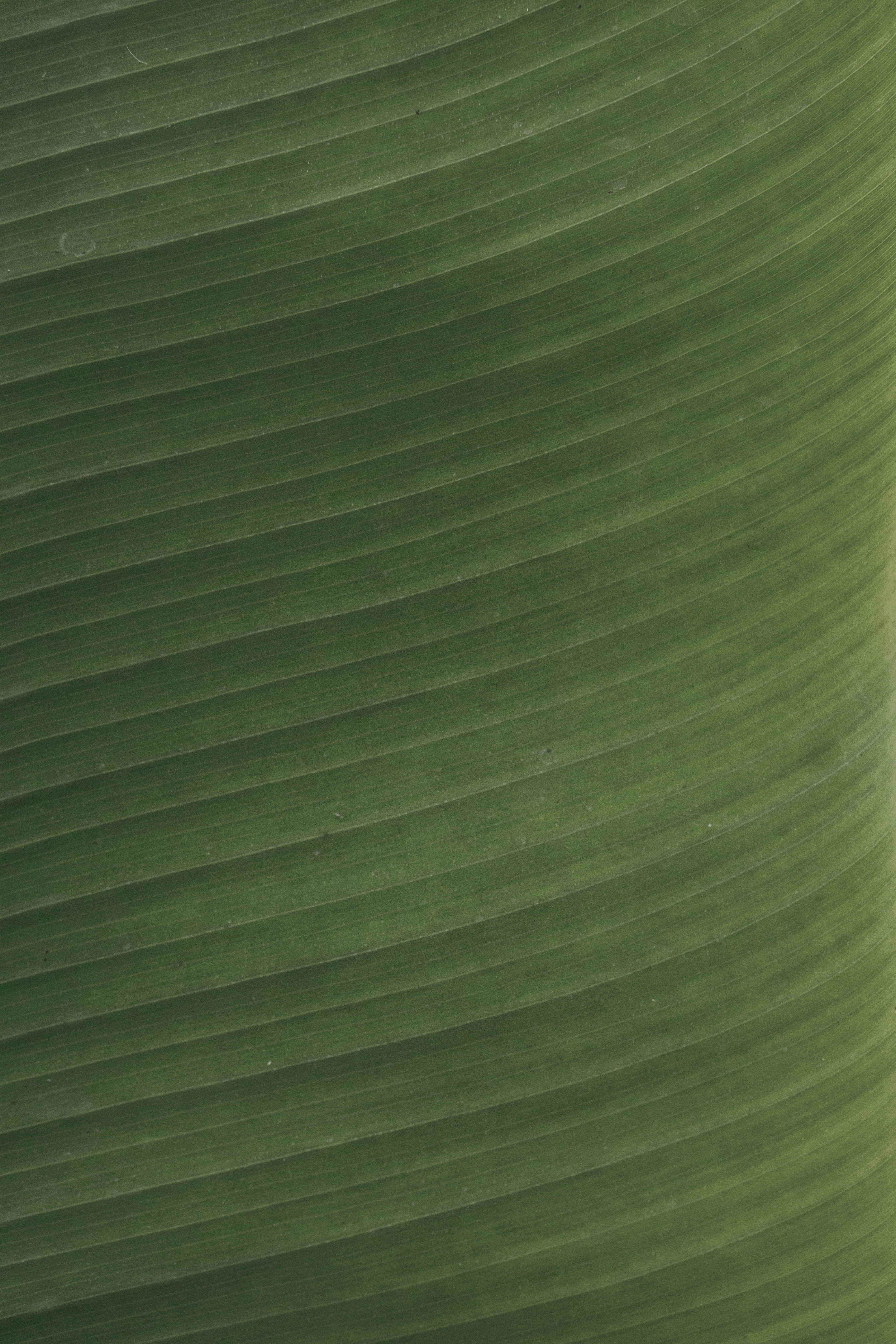 green leaf photo Free Image on Unsplash