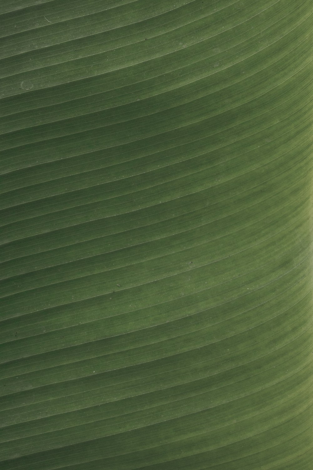 green leaf