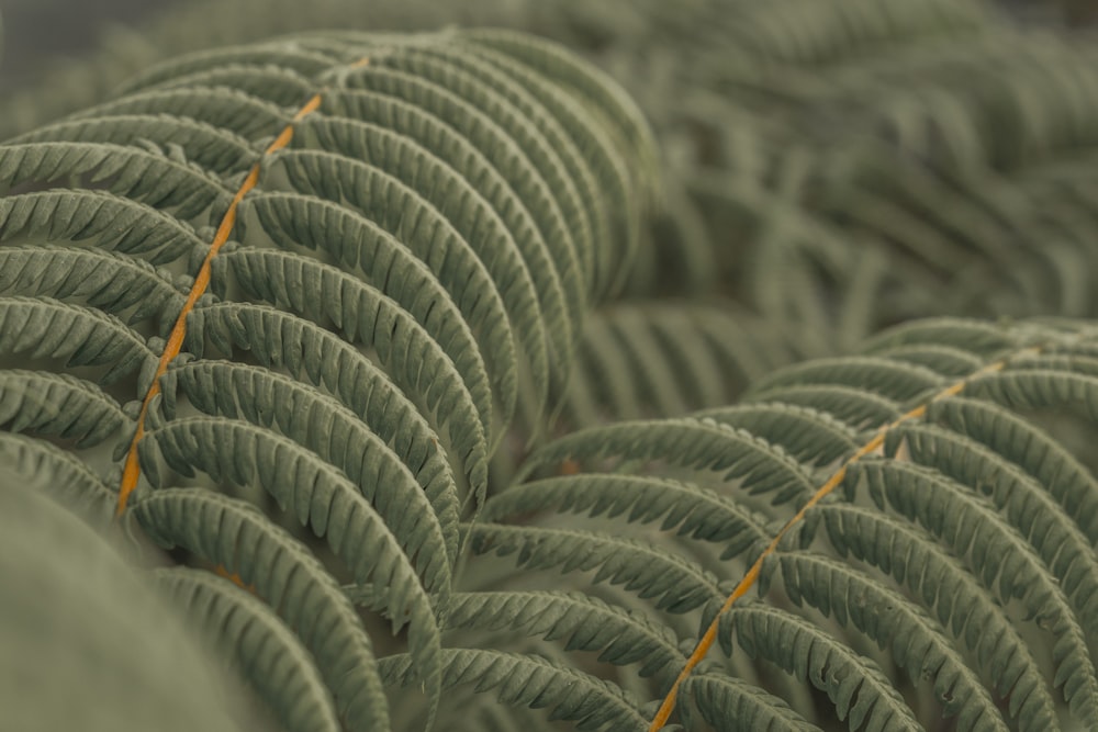 close-up photo of green leaves