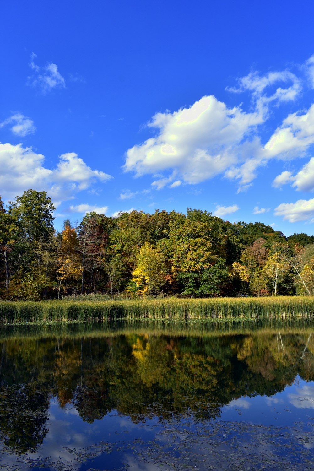 grasses beside body of water