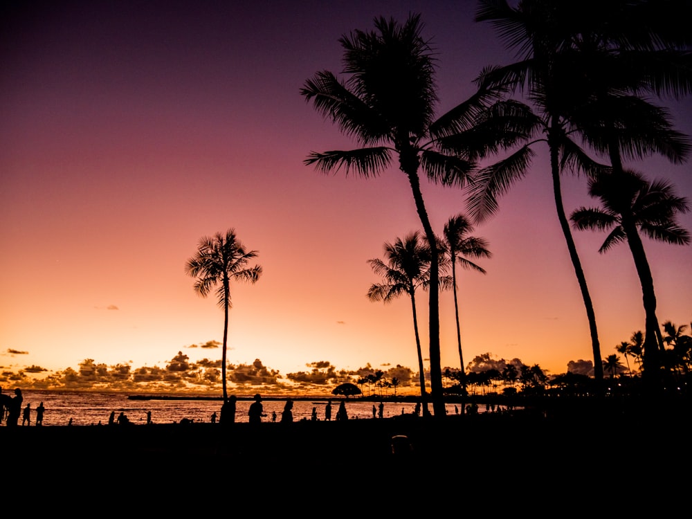 silhouette of palm trees and seashore