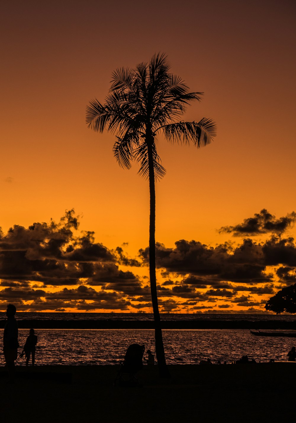 palmeira perto da praia durante o crepúsculo