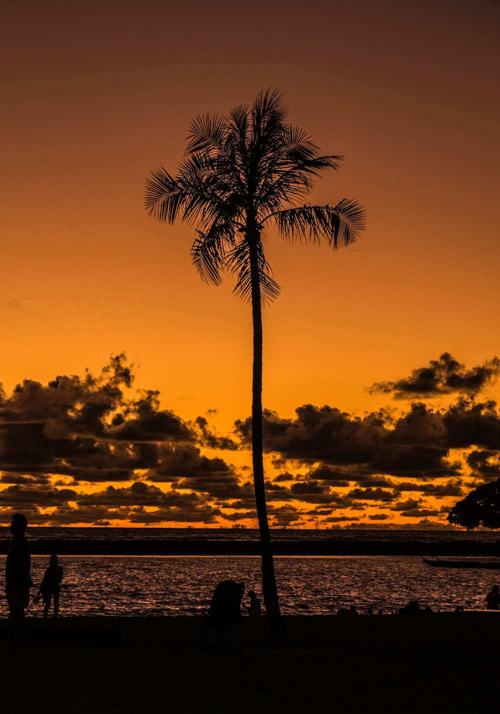 Palmier près de la plage au crépuscule