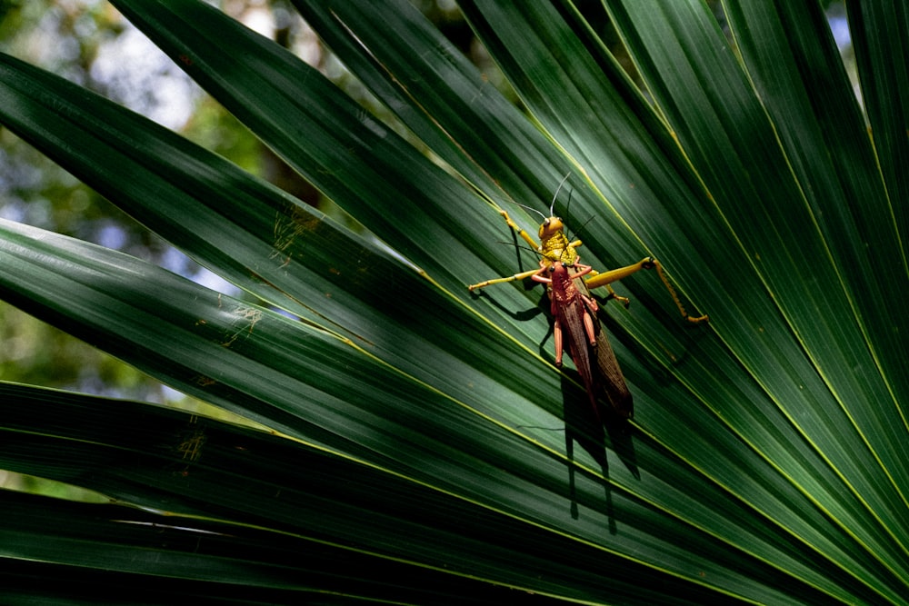 grasshopper on leaf