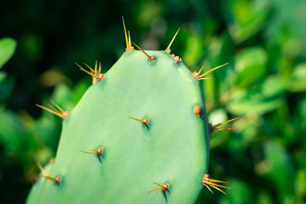 photo of green cactus