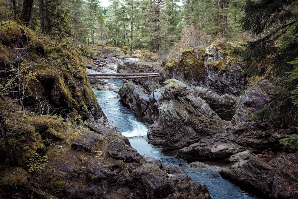 Rivière en forêt