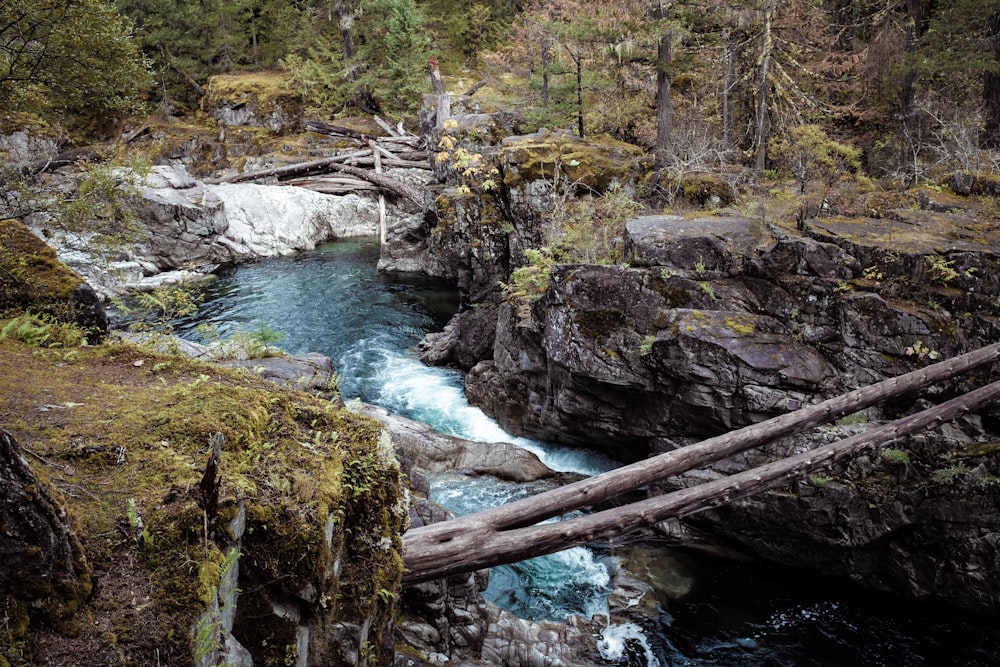 photo of forest and waterfalls