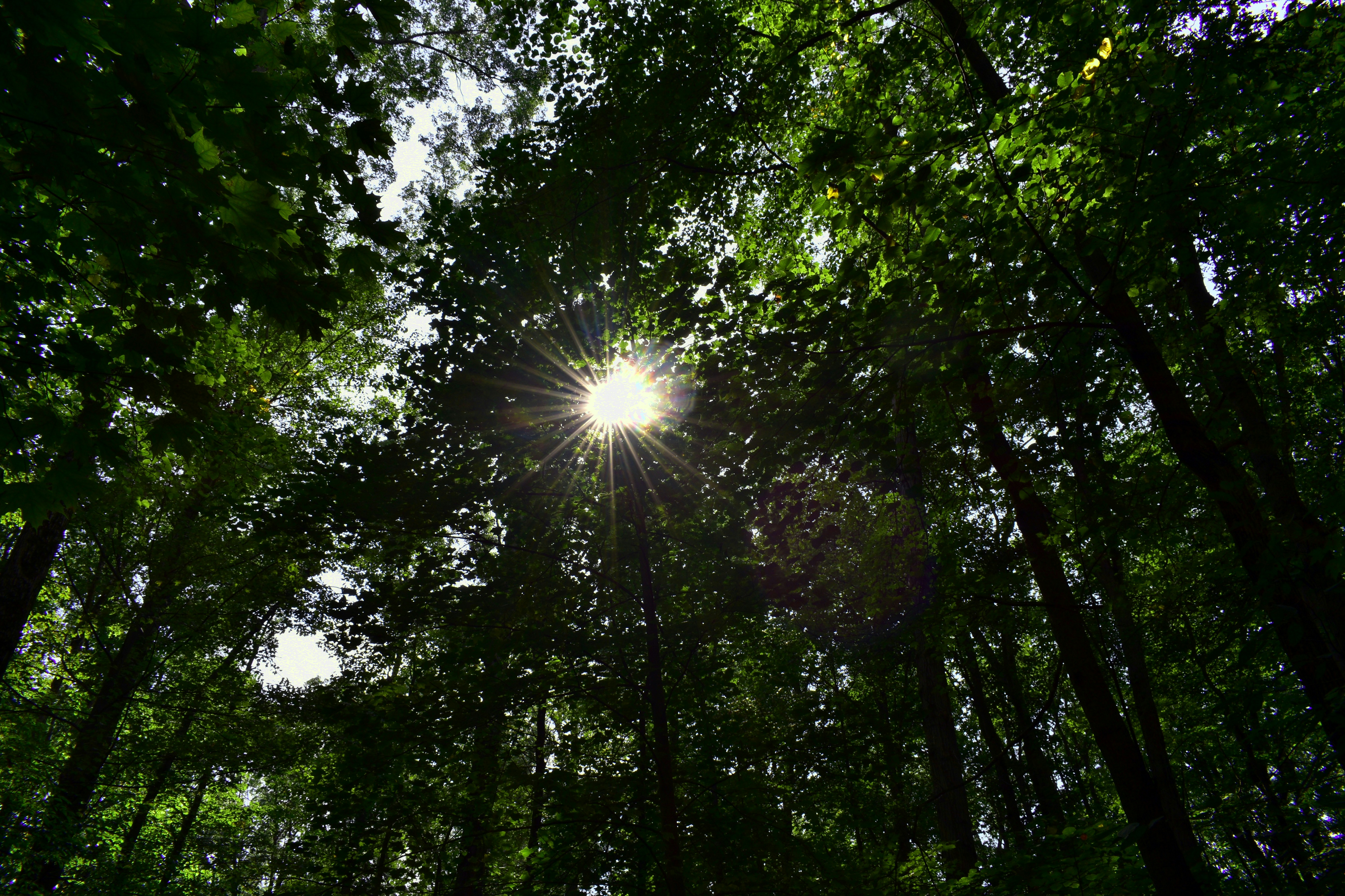 In this photograph.. I caught the sun shining through the trees in a beautiful star pattern