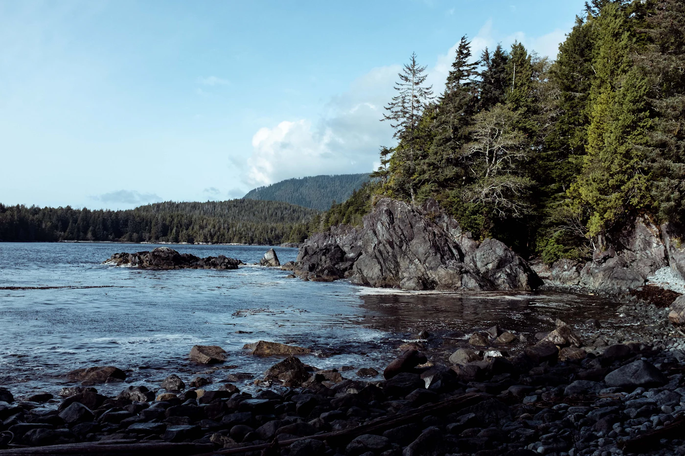 Evergreen trees along a rocky Vancouver Island shoreline