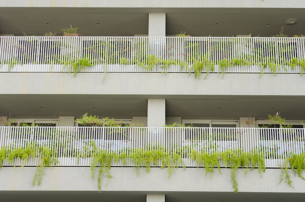 green vine plants