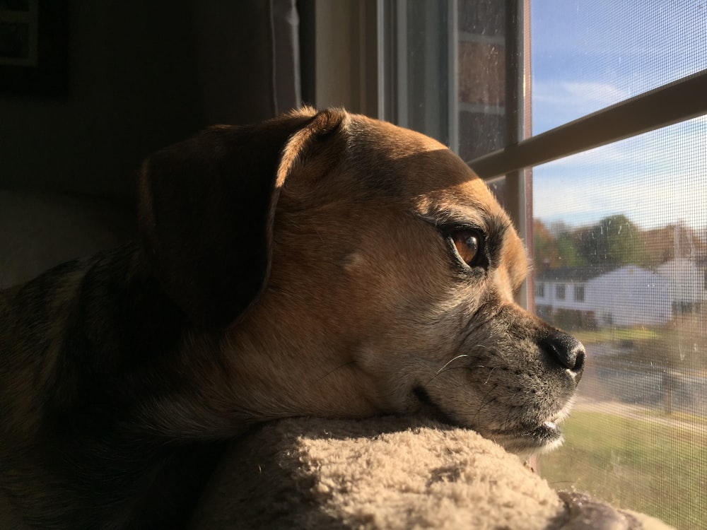 tan dog on window