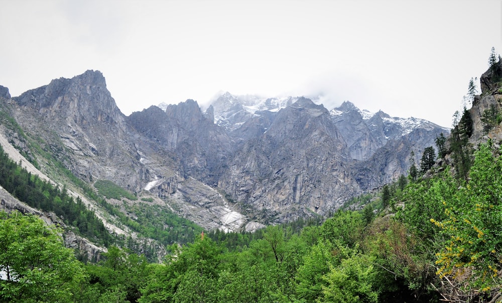 trees on mountain