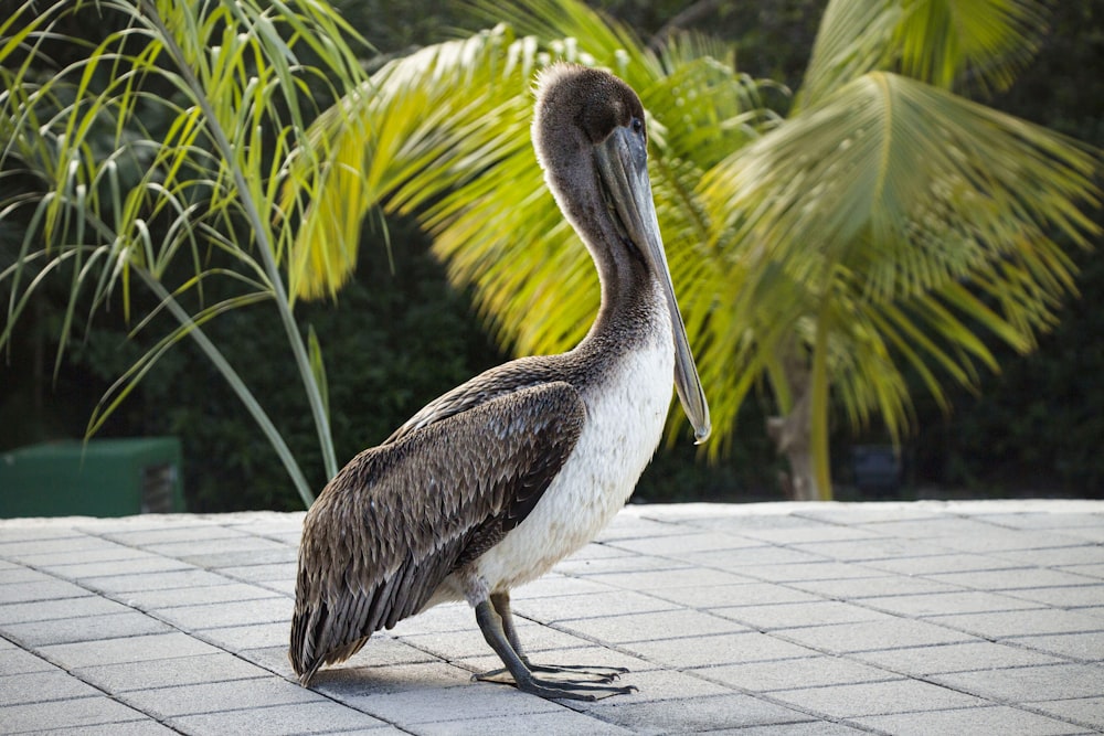 black and white bird on gray concrete floor