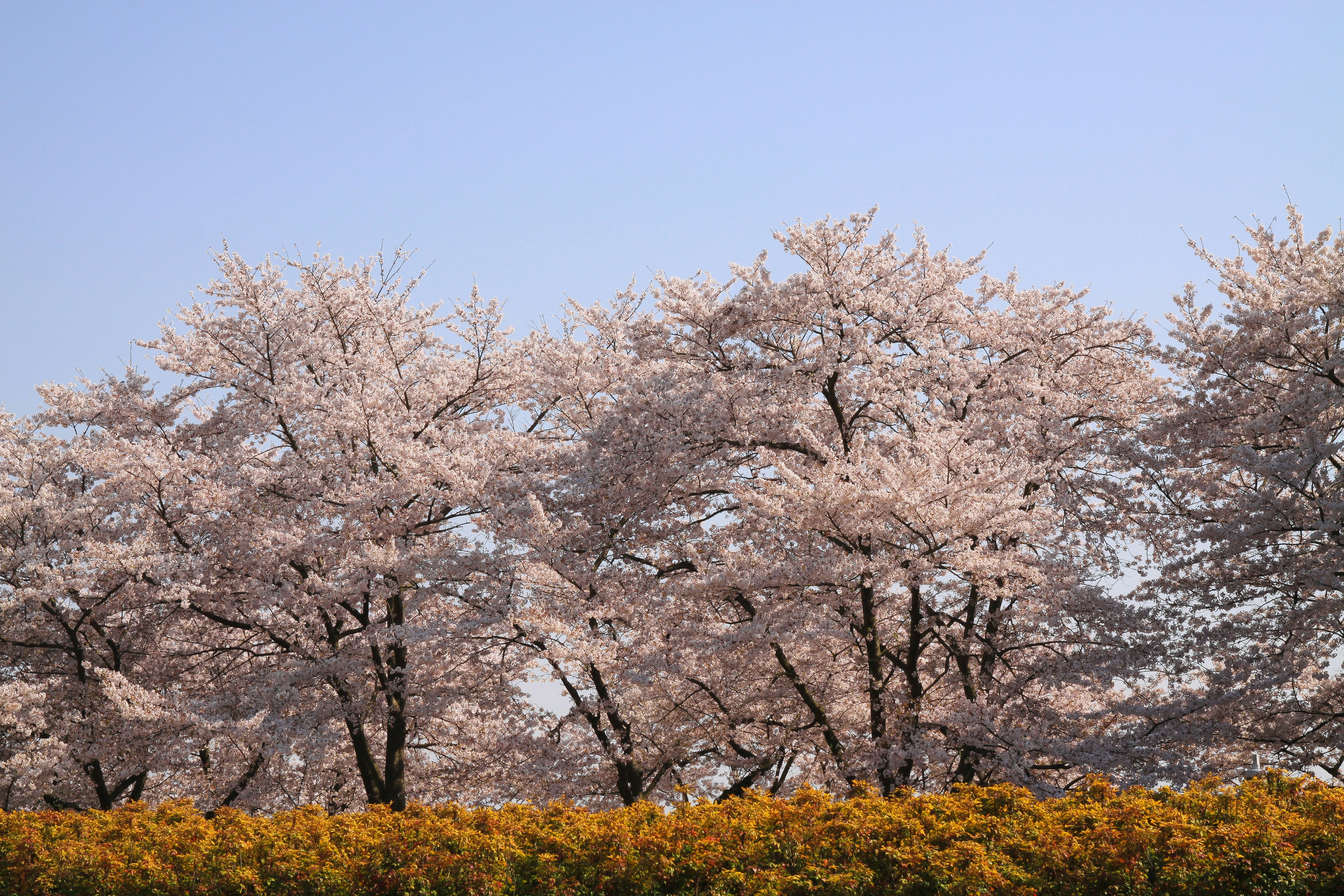 white petaled trees