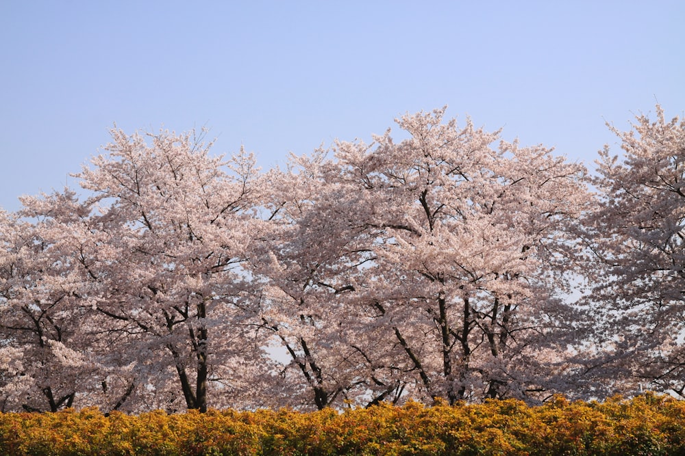 white petaled trees