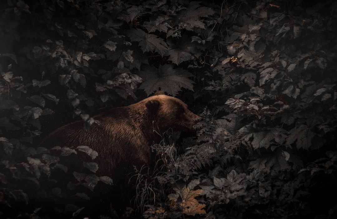 brown bear beside plants and trees
