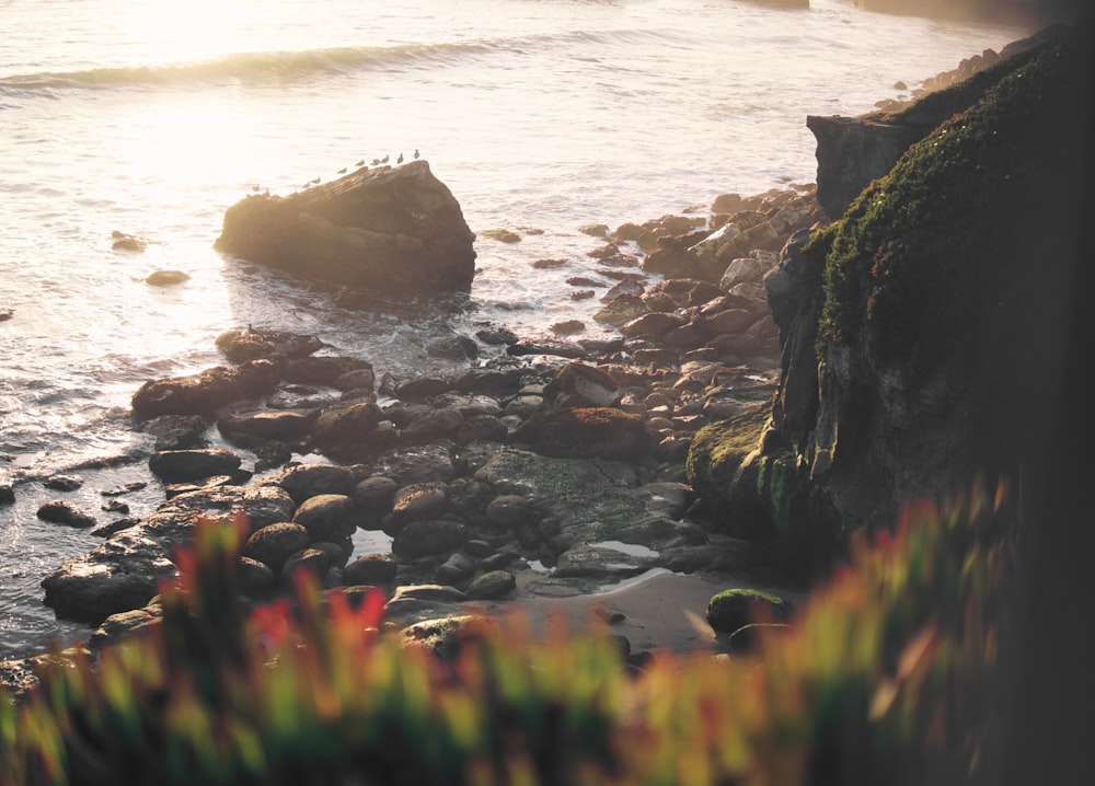 rocky shore during day