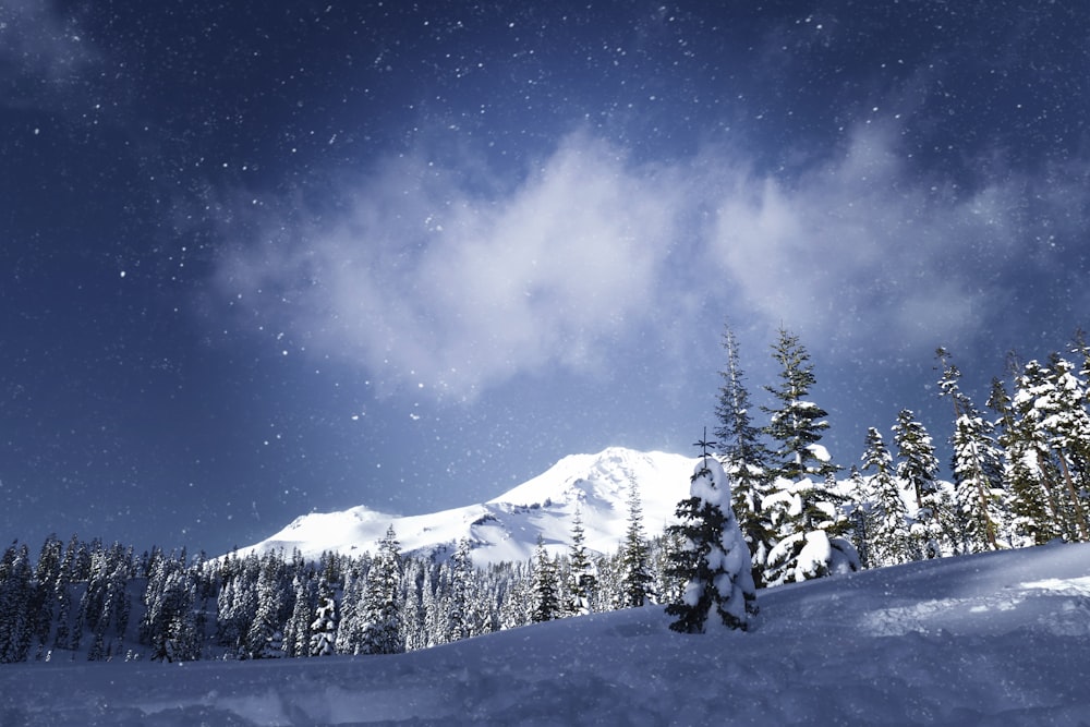 pine trees on snow