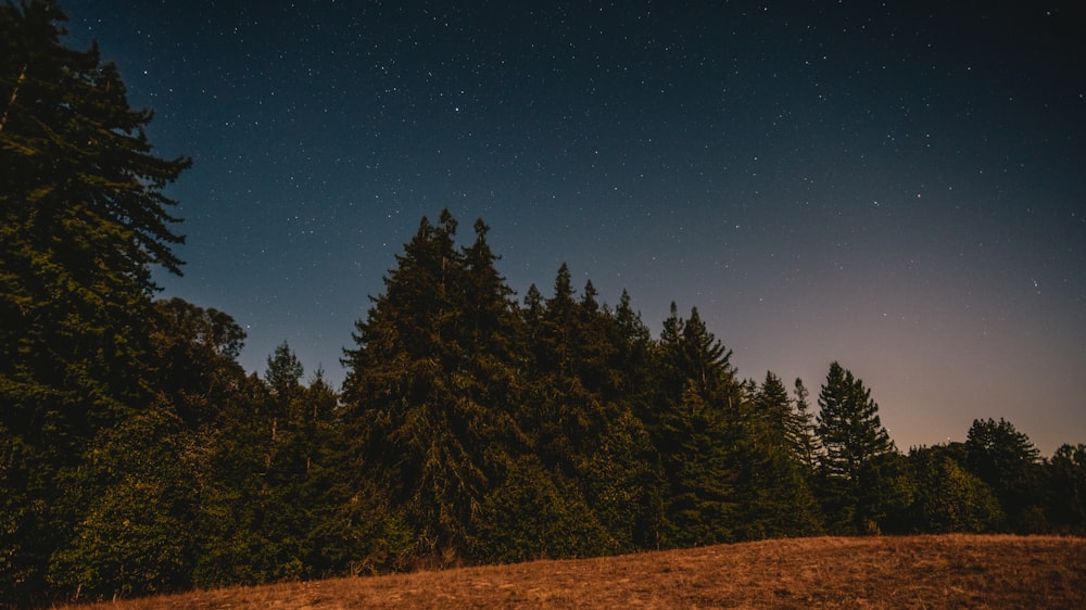 Un campo con árboles y un cielo lleno de estrellas