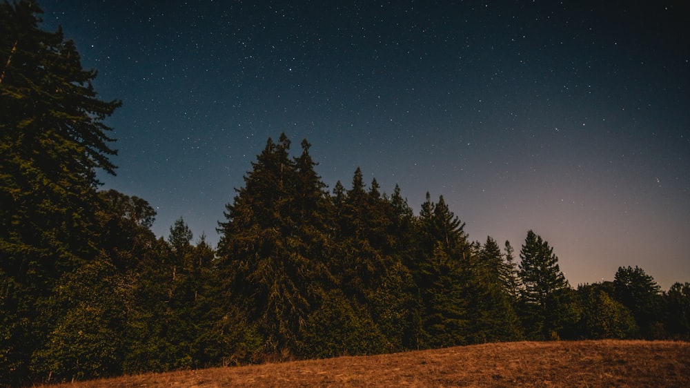 a field with trees and a sky full of stars