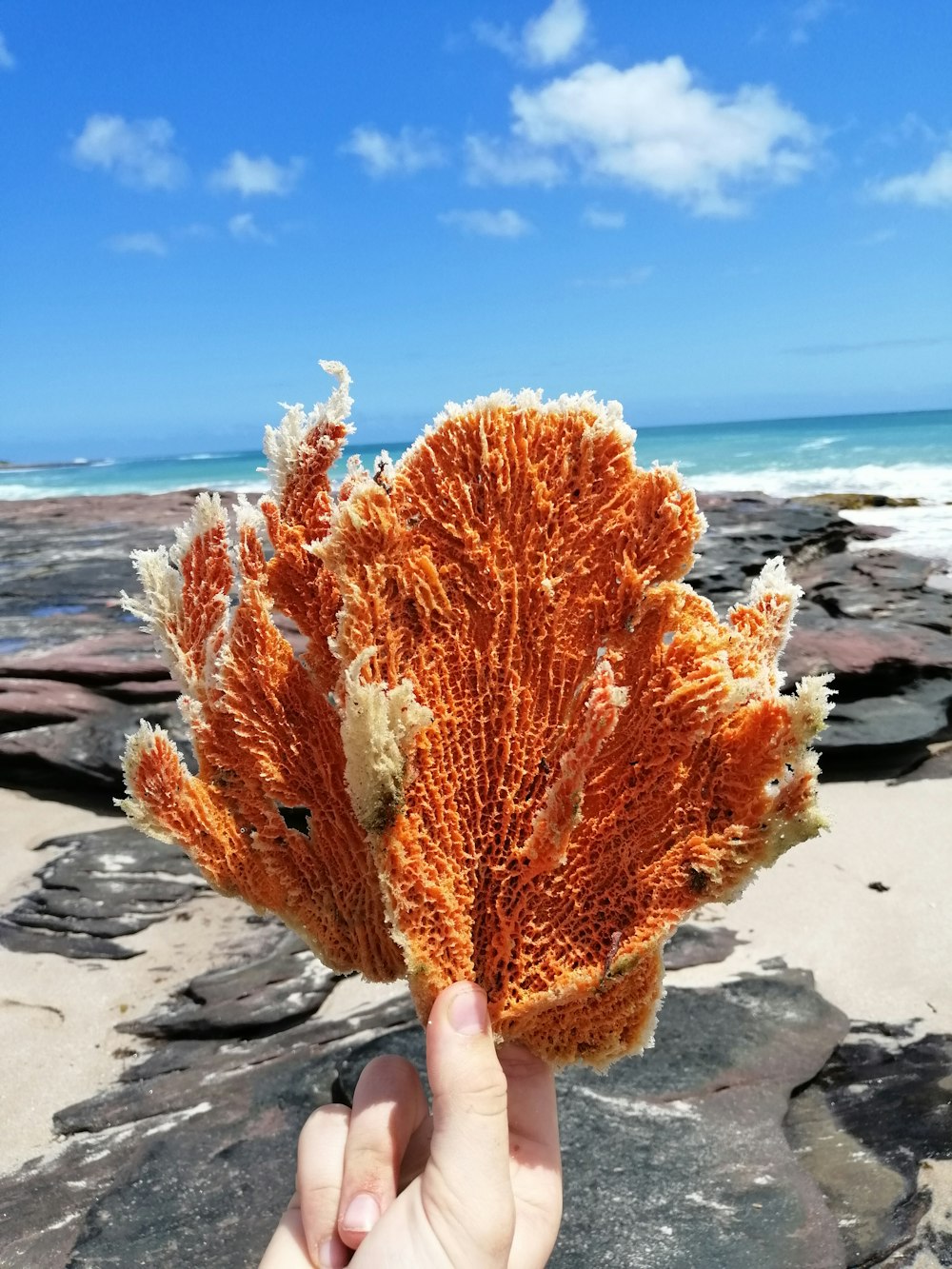 person showing brown coral