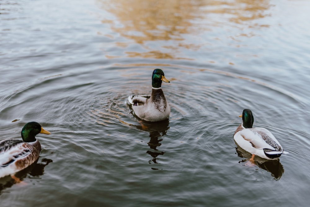 three mallard ducks