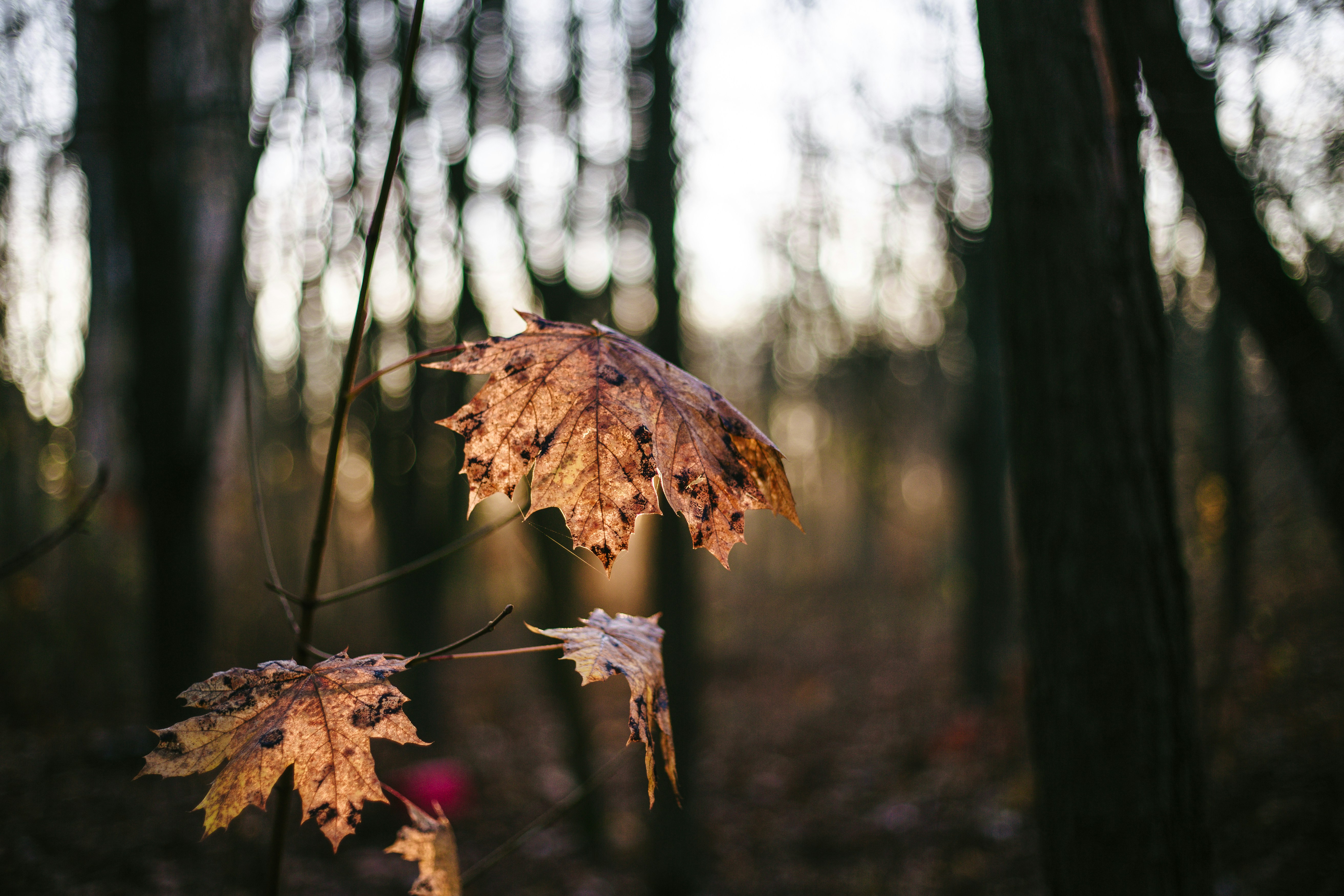 Photo by andrewpetrischev