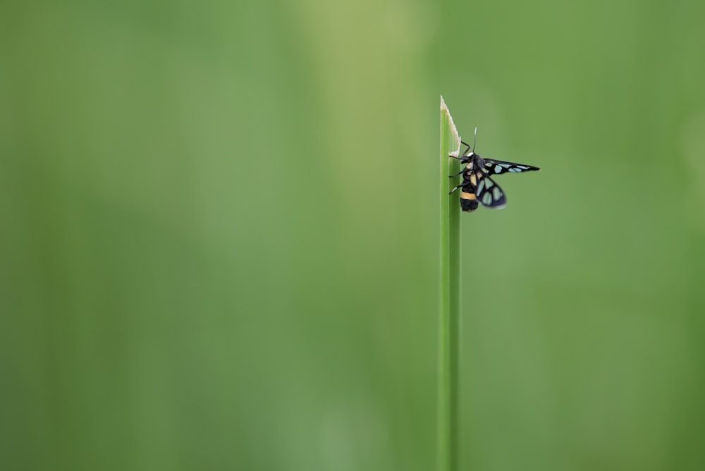 selective focus photography of black and gray butterfly on green plant