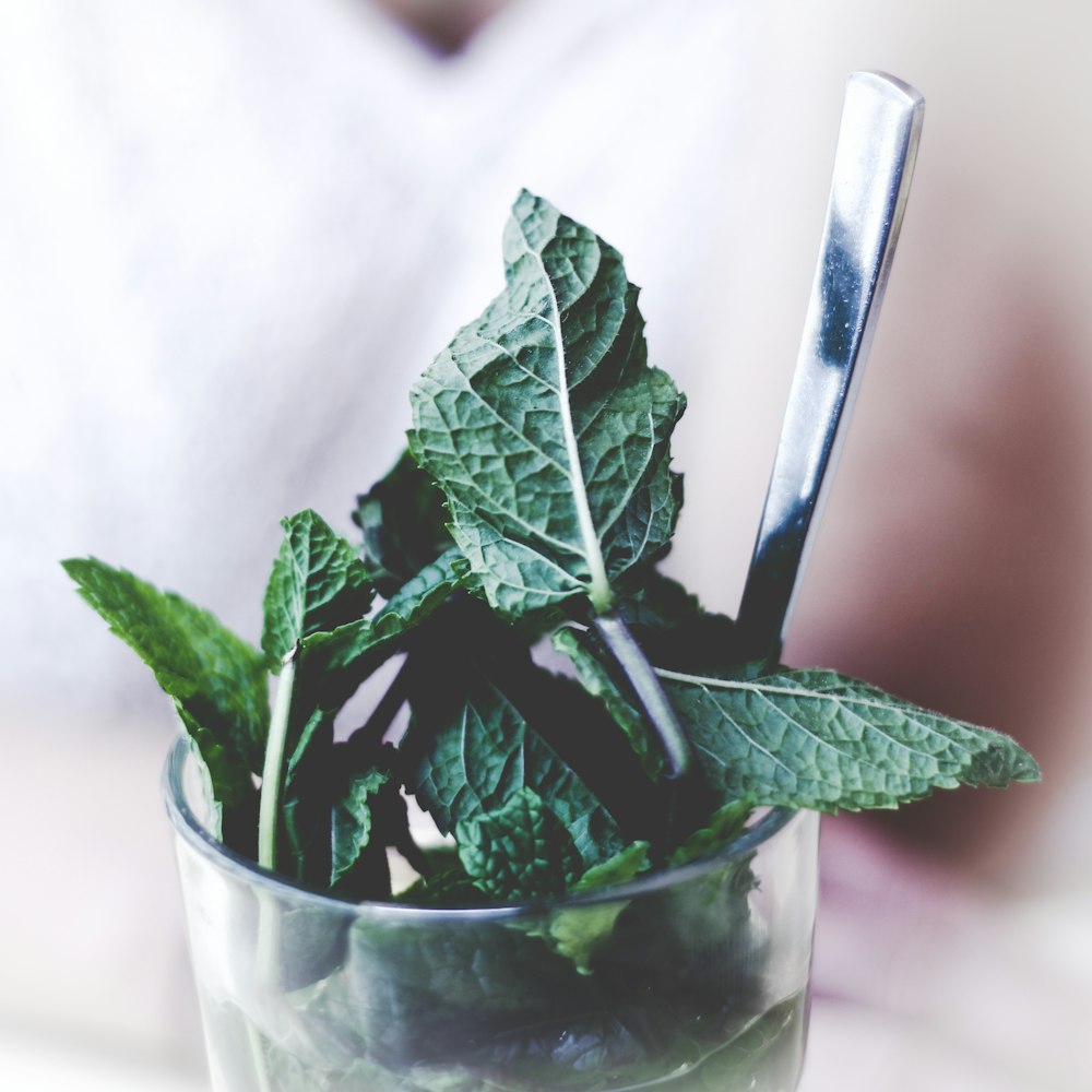 green-leafed plant