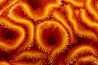 Abstract, close-up image of a vibrant and intricate coral texture, displaying wavy patterns with a vivid combination of red, orange, and yellow hues.