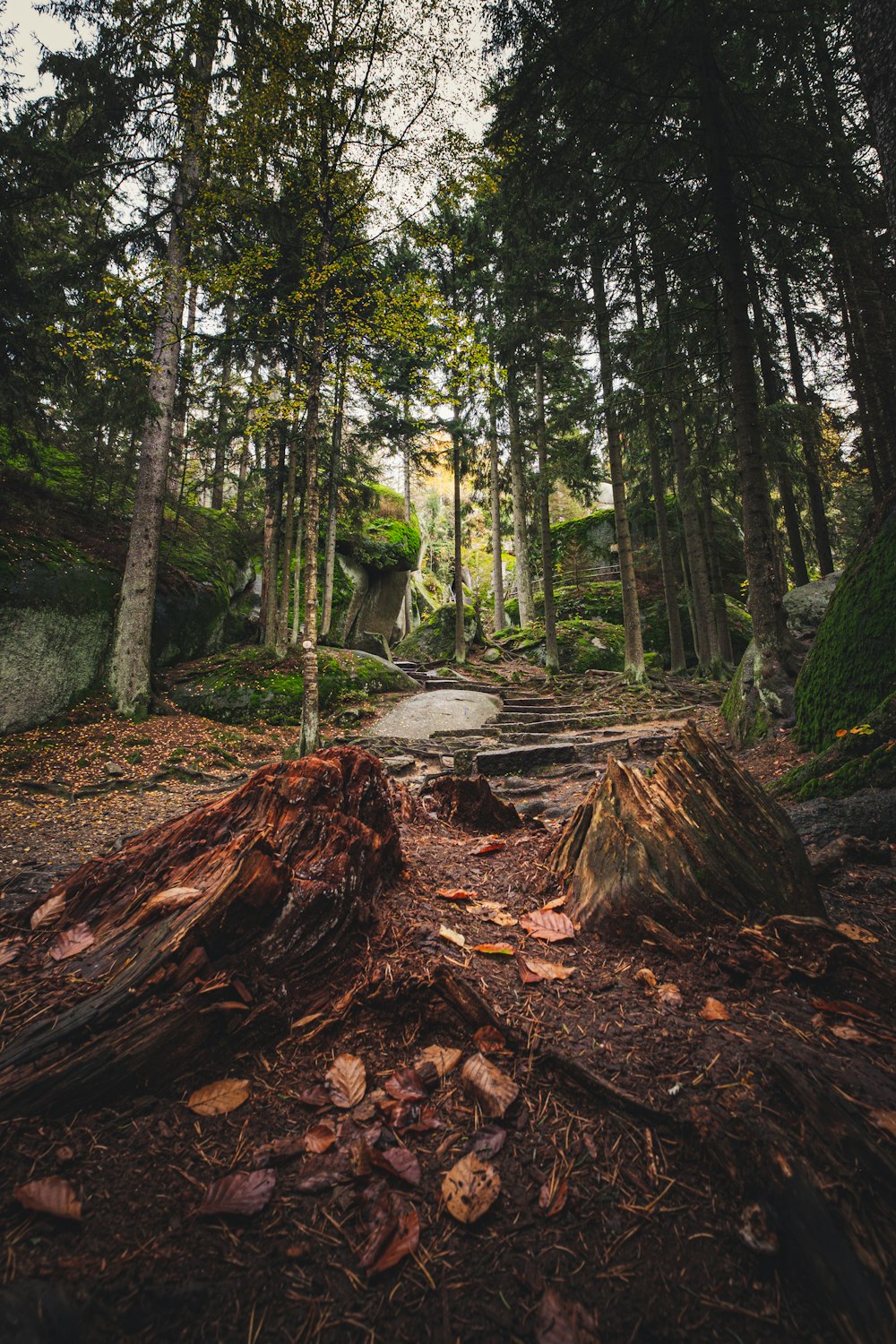 green-leafed trees