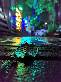green leaf on ground
