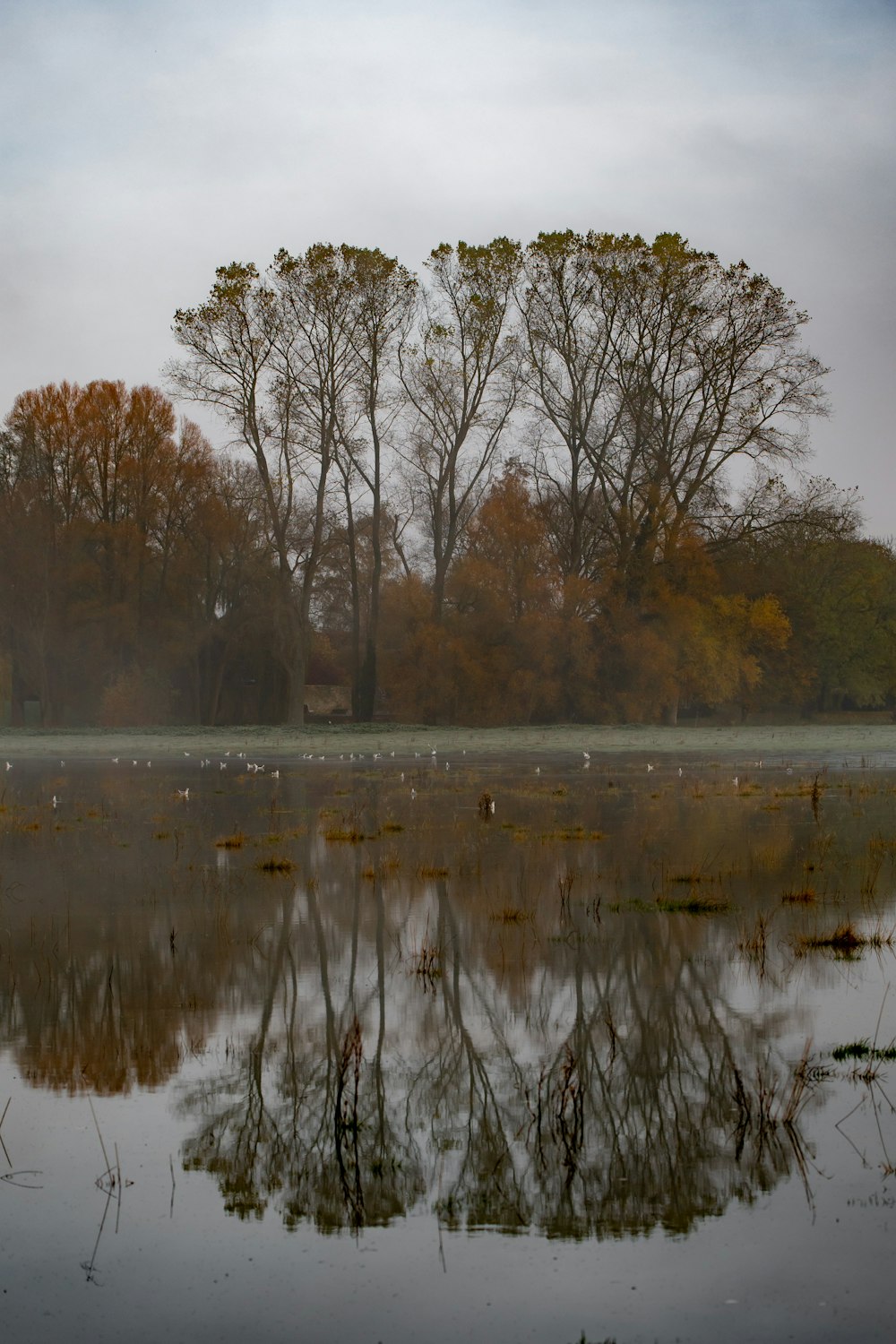 body of water surrounded with orange trees under gray sky