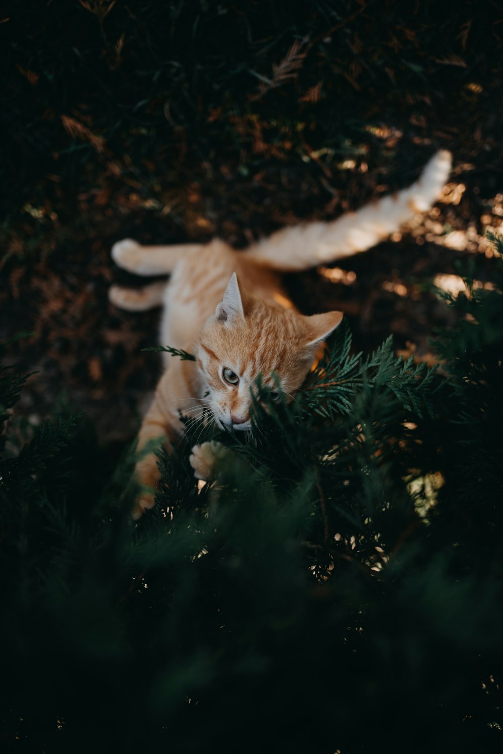 orange tabby cat climbing on green pine tree