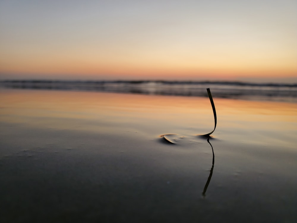 leaf on body of water