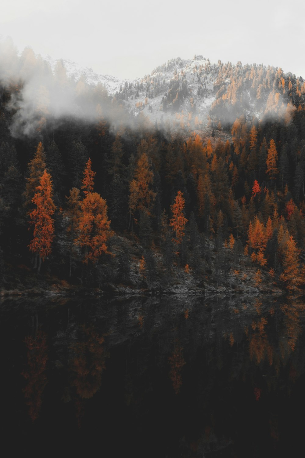 aerial photography of body of water surrounded with orange trees in foggy day