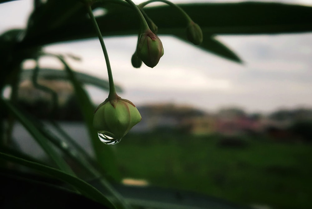 green leaf plant