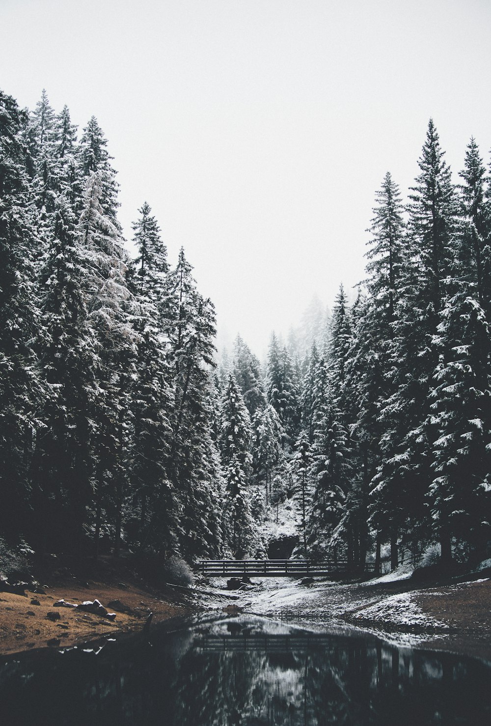 body of water and pine trees