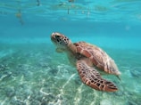 brown sea turtle