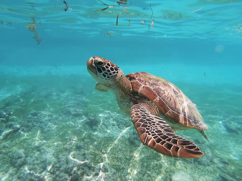 brown sea turtle