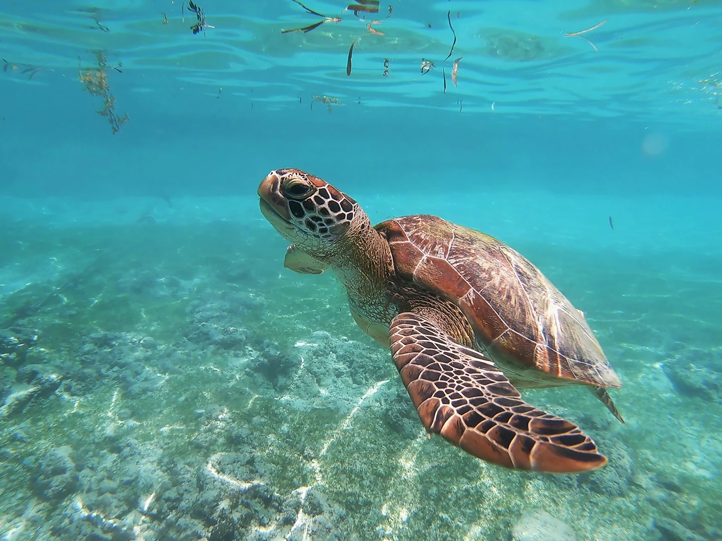 A green turtle gliding through shallow, clear water