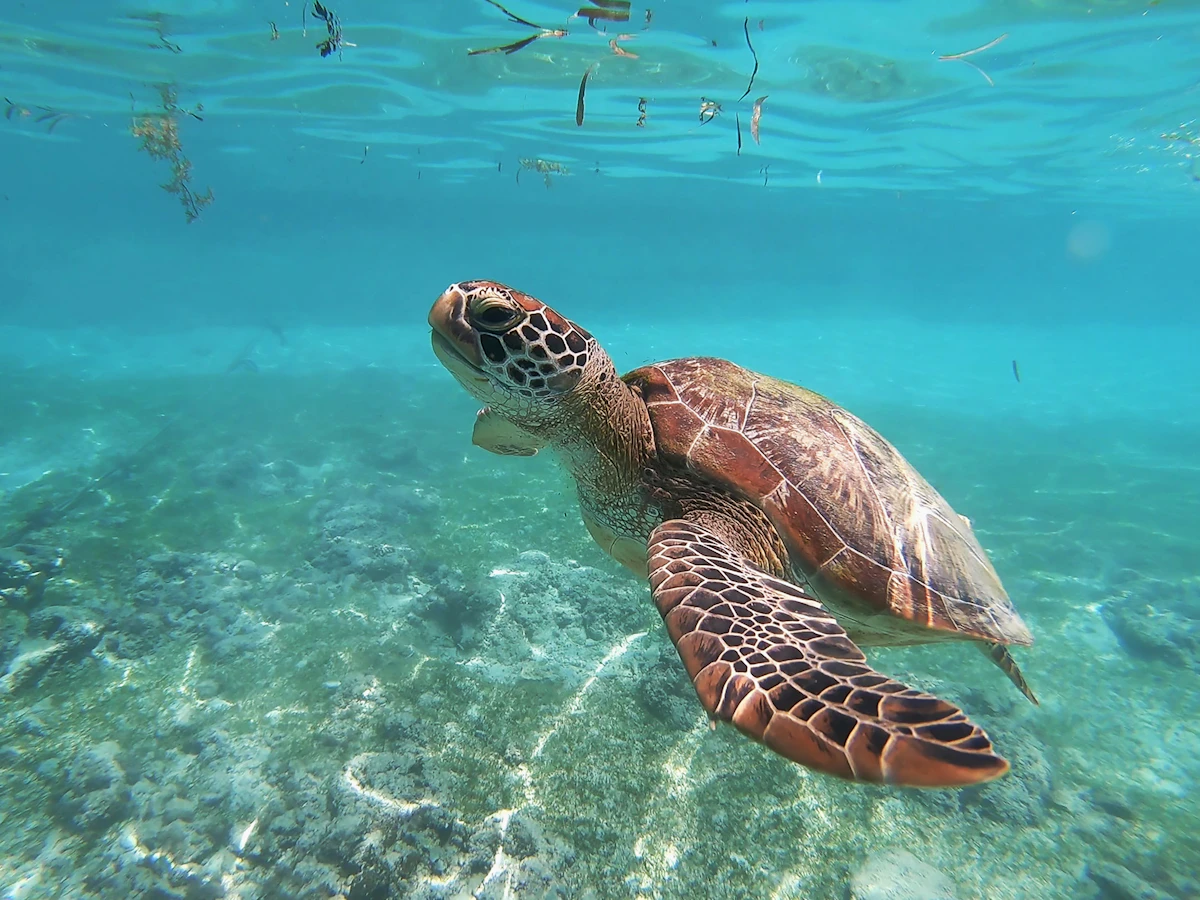 Sea turtle swimming near coral reef in clear Hawaiian waters