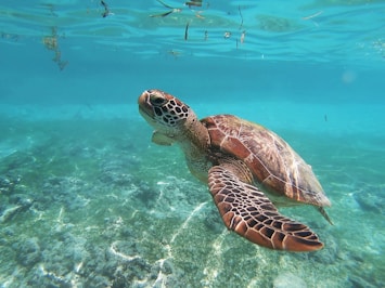 brown sea turtle