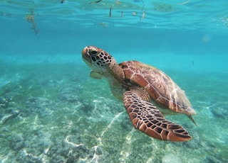 brown sea turtle