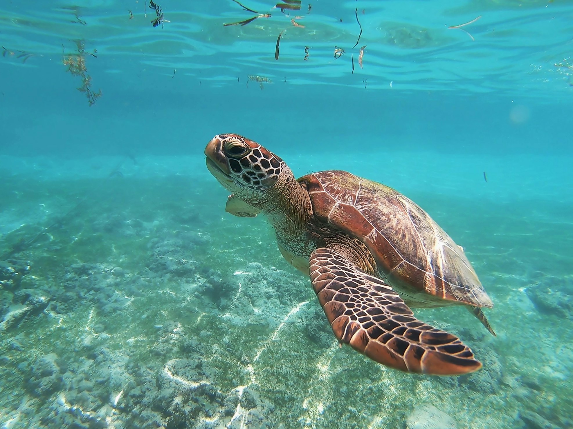 brown sea turtle in water