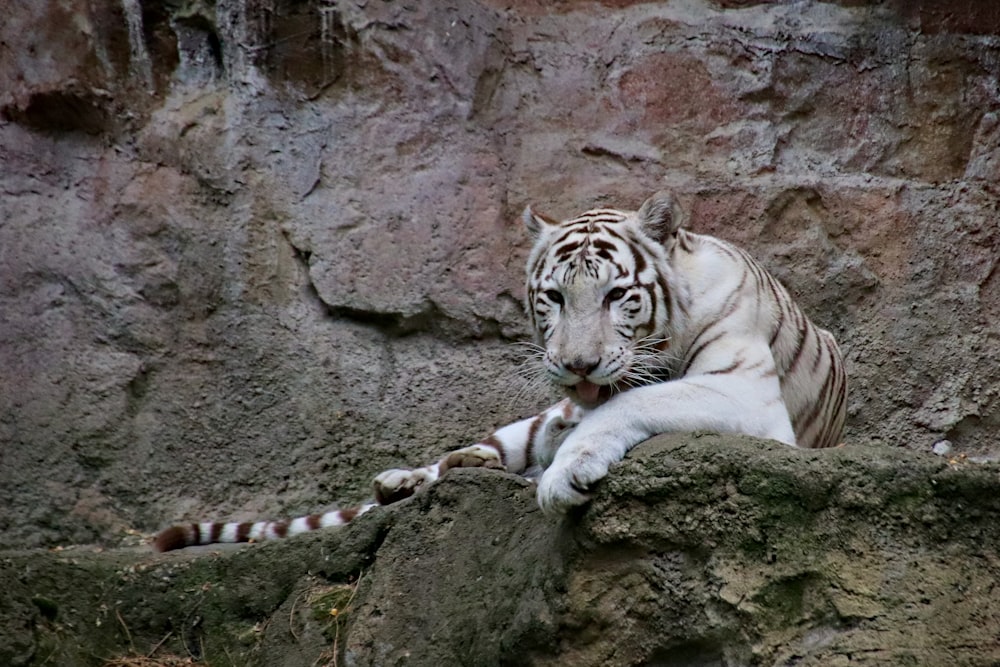 white tiger